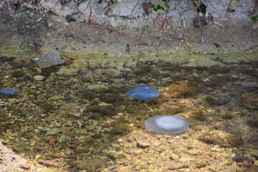 Yüzlercesi sahile vurdu, dokunan anında zehirleniyor! Mavi renklilere sakın yaklaşmayın, ölüm tehlikesi var 19